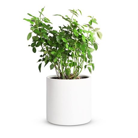 Mozing Ceramic Plant Pots Indoor - Garden Planter